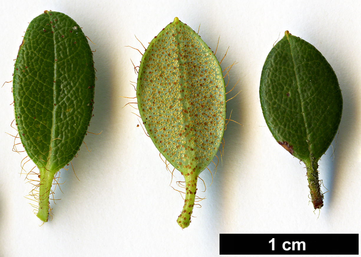 High resolution image: Family: Ericaceae - Genus: Rhododendron - Taxon: dendrocharis - SpeciesSub: 'Glendoick Gem'